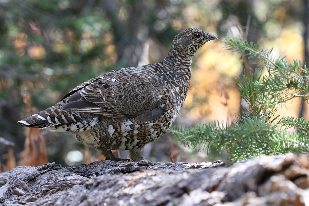 Spruce Grouse (Franklin's) - ML116186601