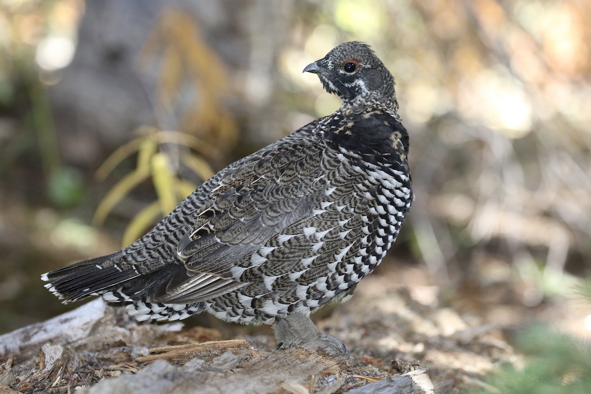 Spruce Grouse (Franklin's) - ML116186611