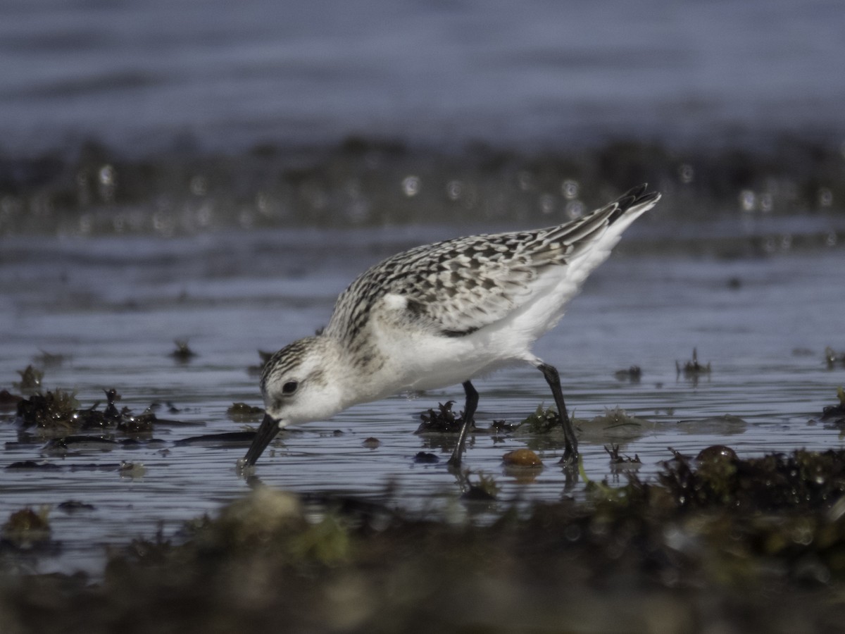 Sanderling - Sebastián Pardo