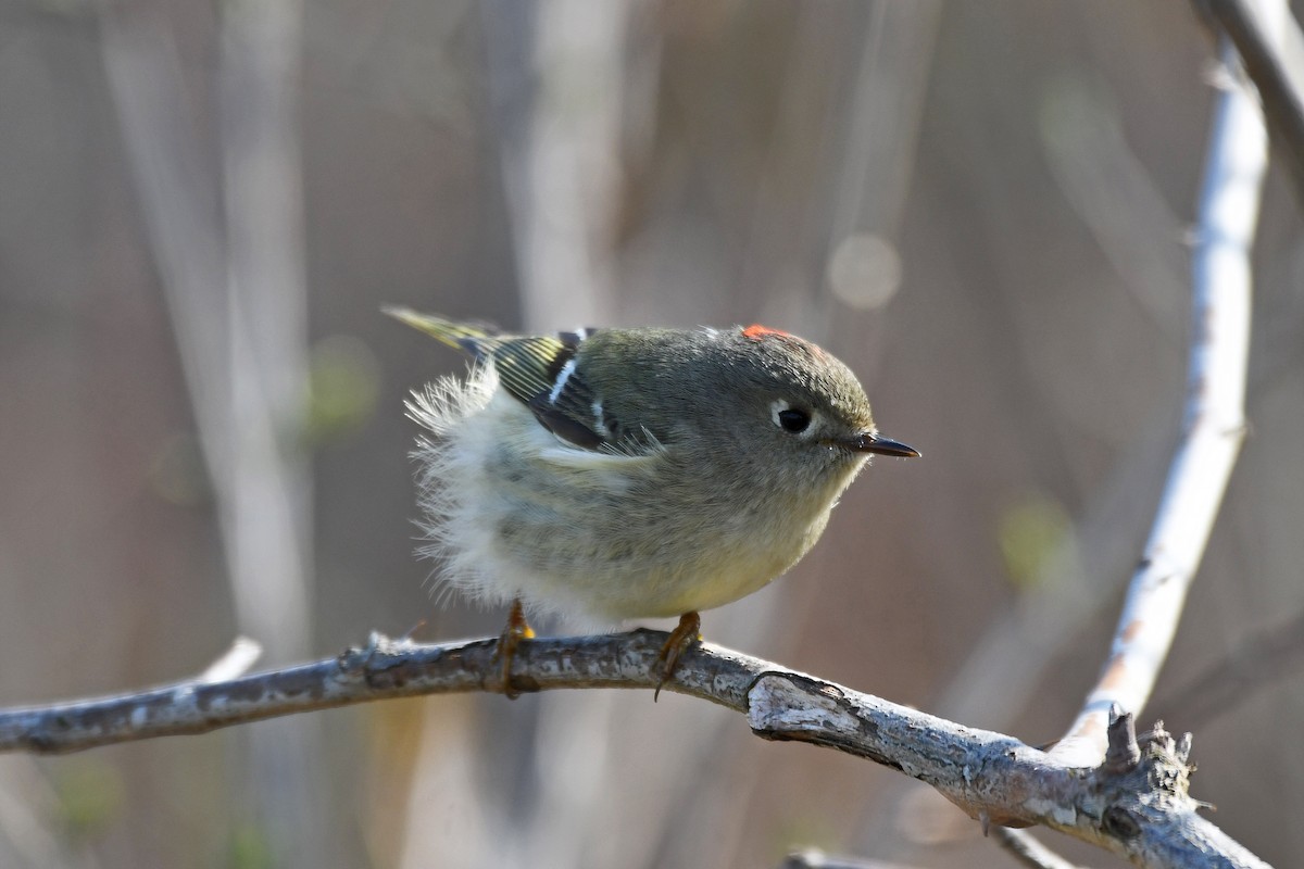 Ruby-crowned Kinglet - ML116187791