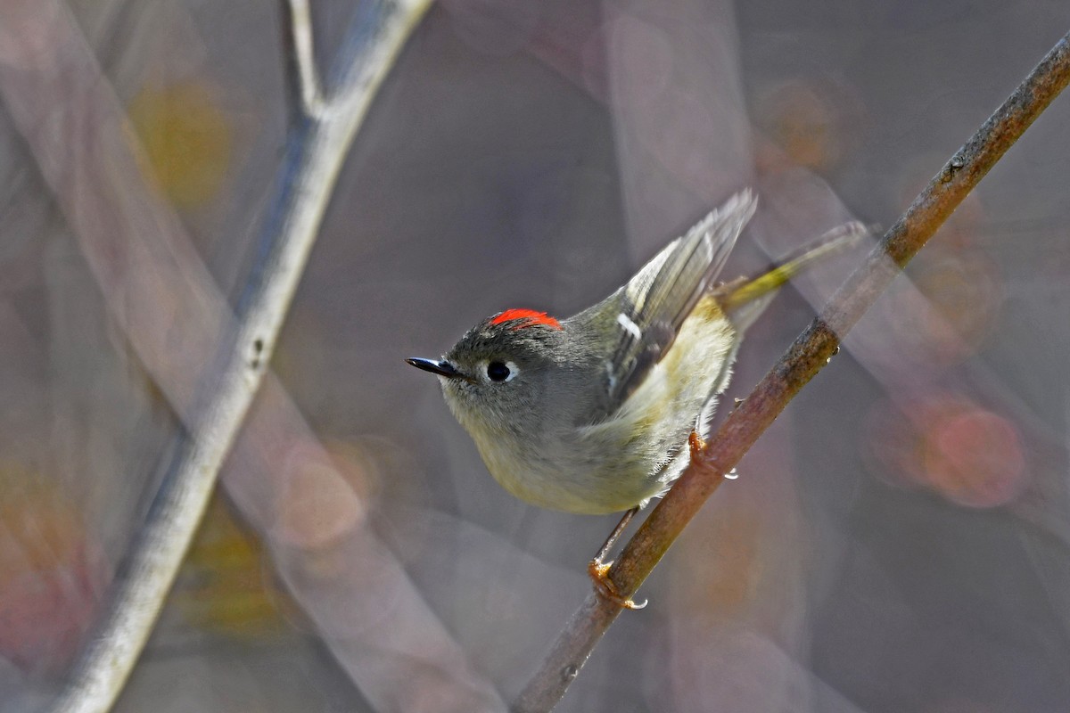 Ruby-crowned Kinglet - ML116187801
