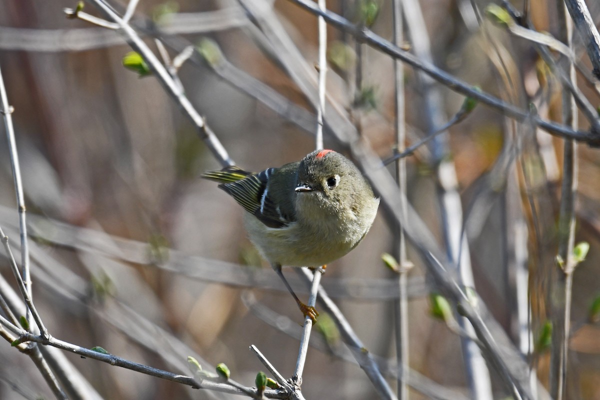 Ruby-crowned Kinglet - ML116187811