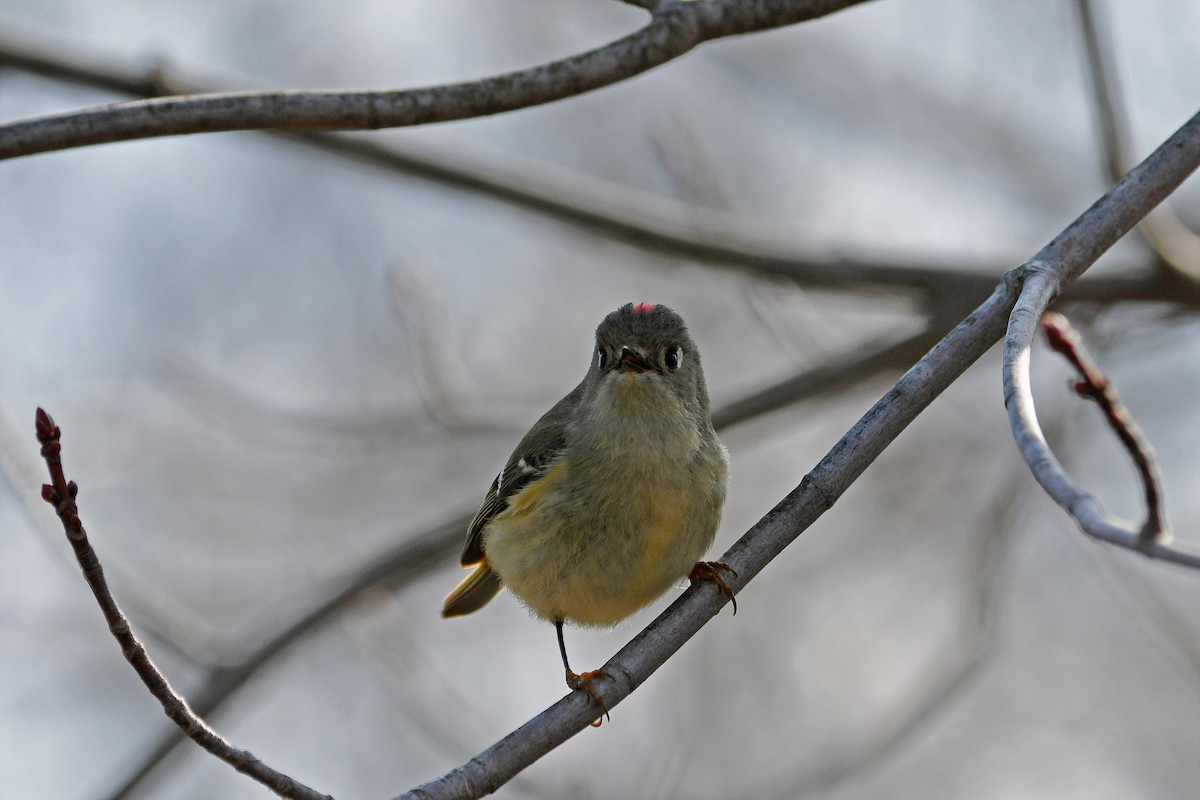 Ruby-crowned Kinglet - ML116187831