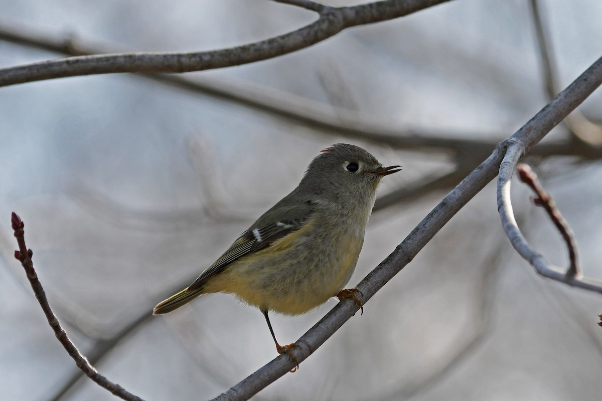Ruby-crowned Kinglet - ML116187841