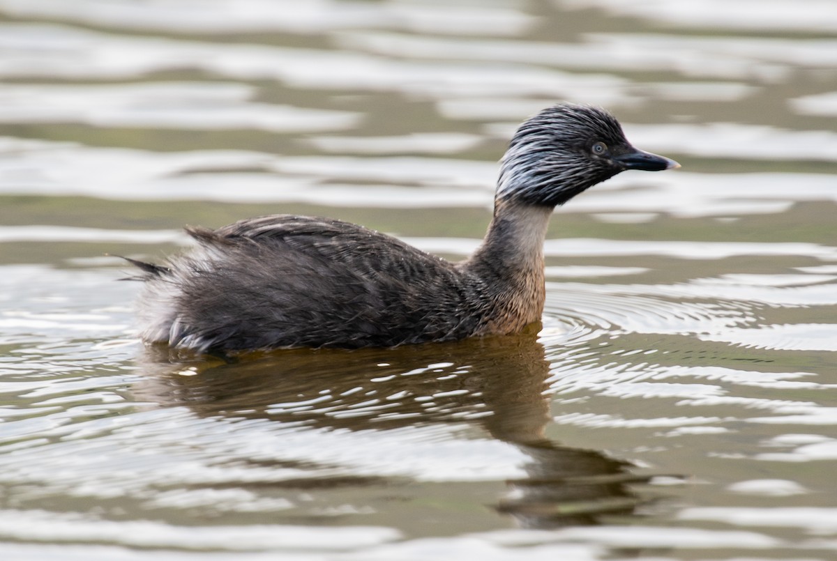 Hoary-headed Grebe - ML116188031