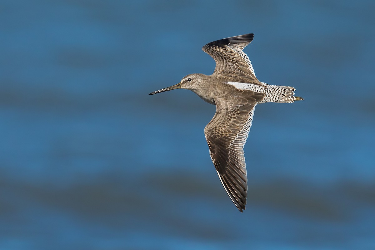 Short-billed Dowitcher - Dorian Anderson