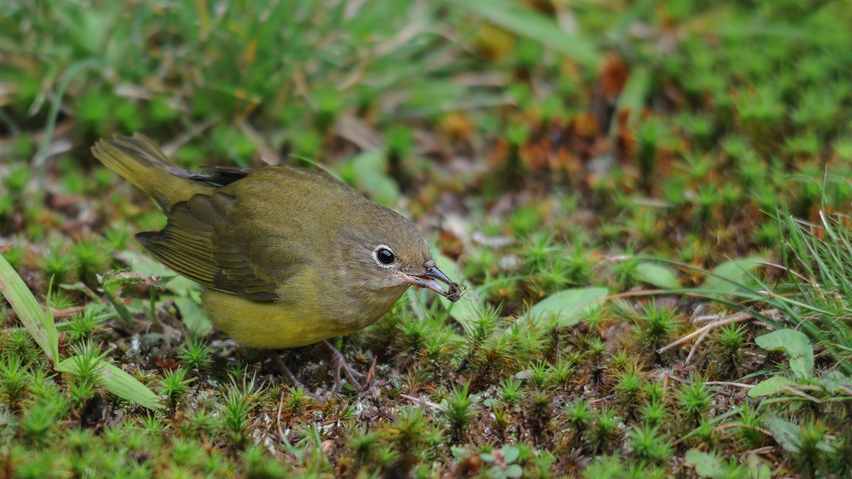 Connecticut Warbler - ML116188431