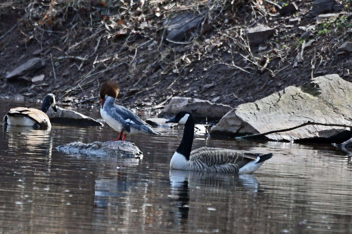 Canada Goose - ML116188511