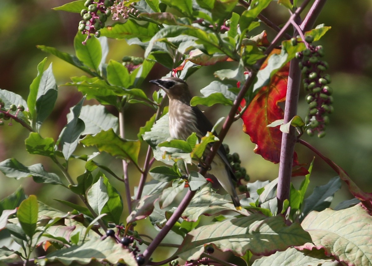 Cedar Waxwing - Carol Ortenzio