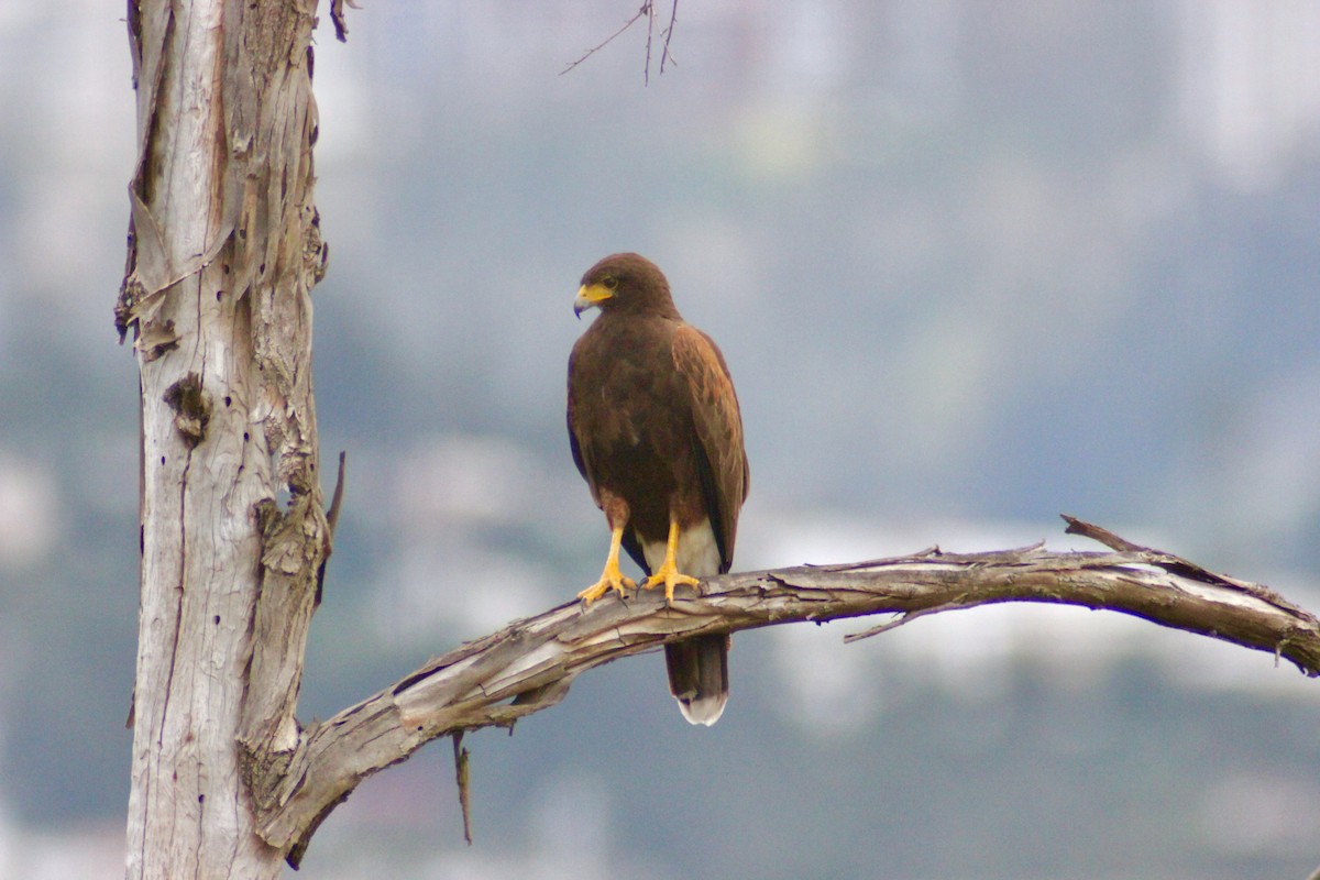 Harris's Hawk - Christian Cañizares