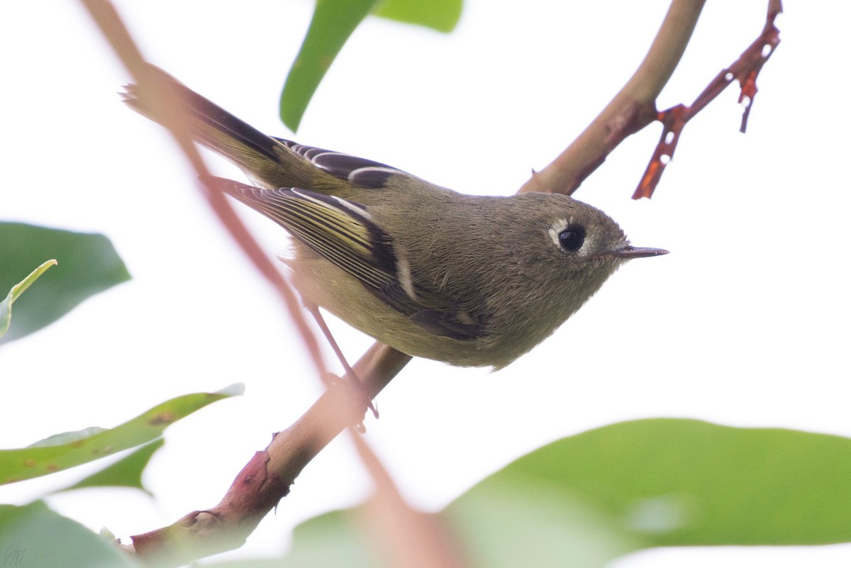 Ruby-crowned Kinglet - ML116194361