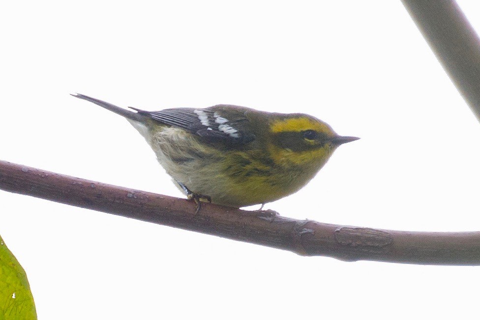 Townsend's Warbler - ML116194561