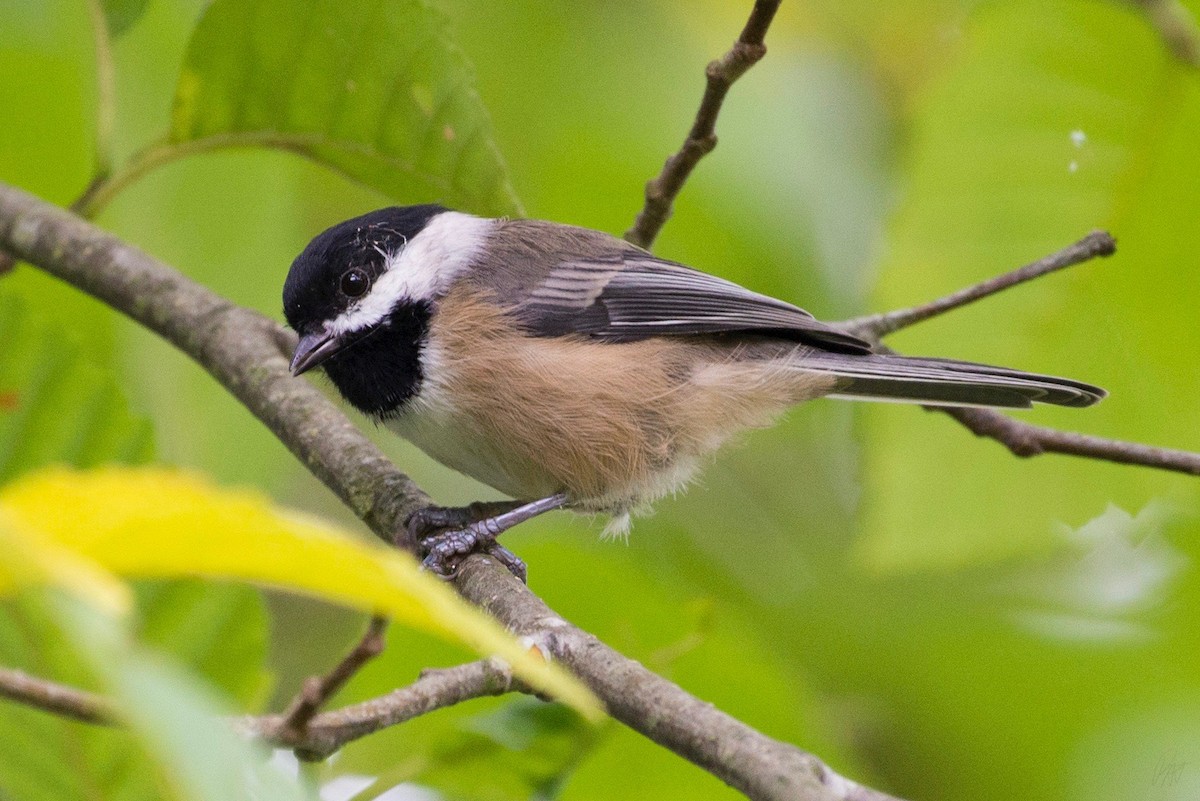 Black-capped Chickadee - ML116194641