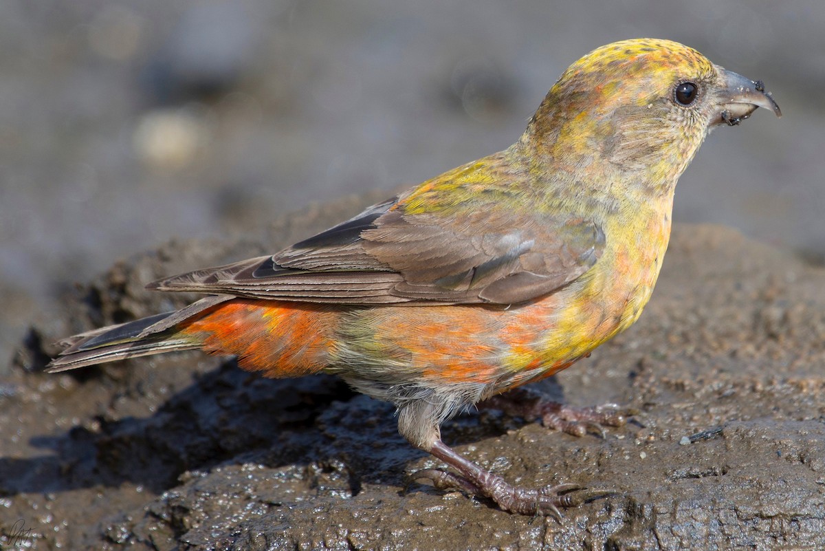 Red Crossbill - ML116195271