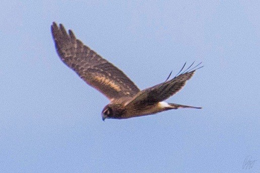 Northern Harrier - ML116195551