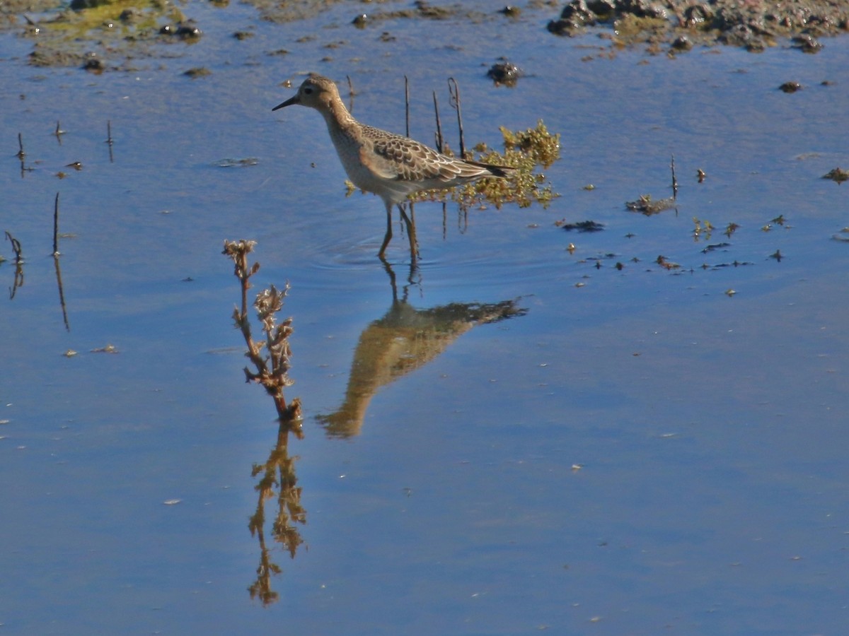 Buff-breasted Sandpiper - ML116196681