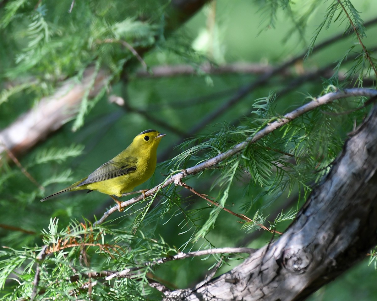 Wilson's Warbler - ML116196821