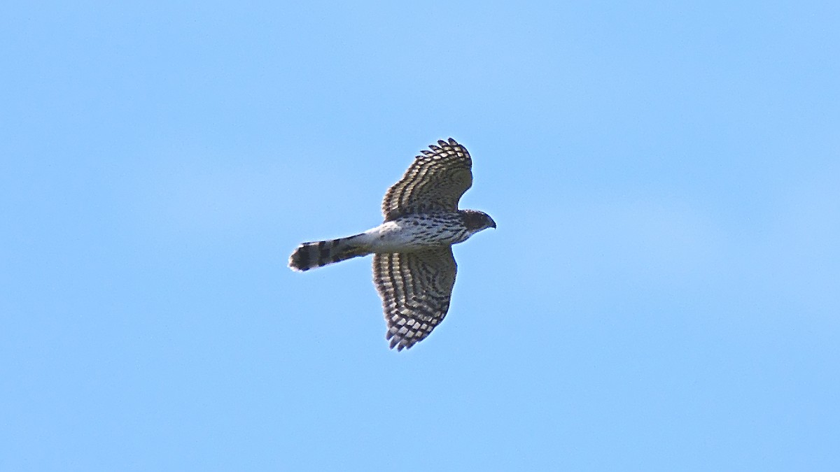 Cooper's Hawk - ML116197031