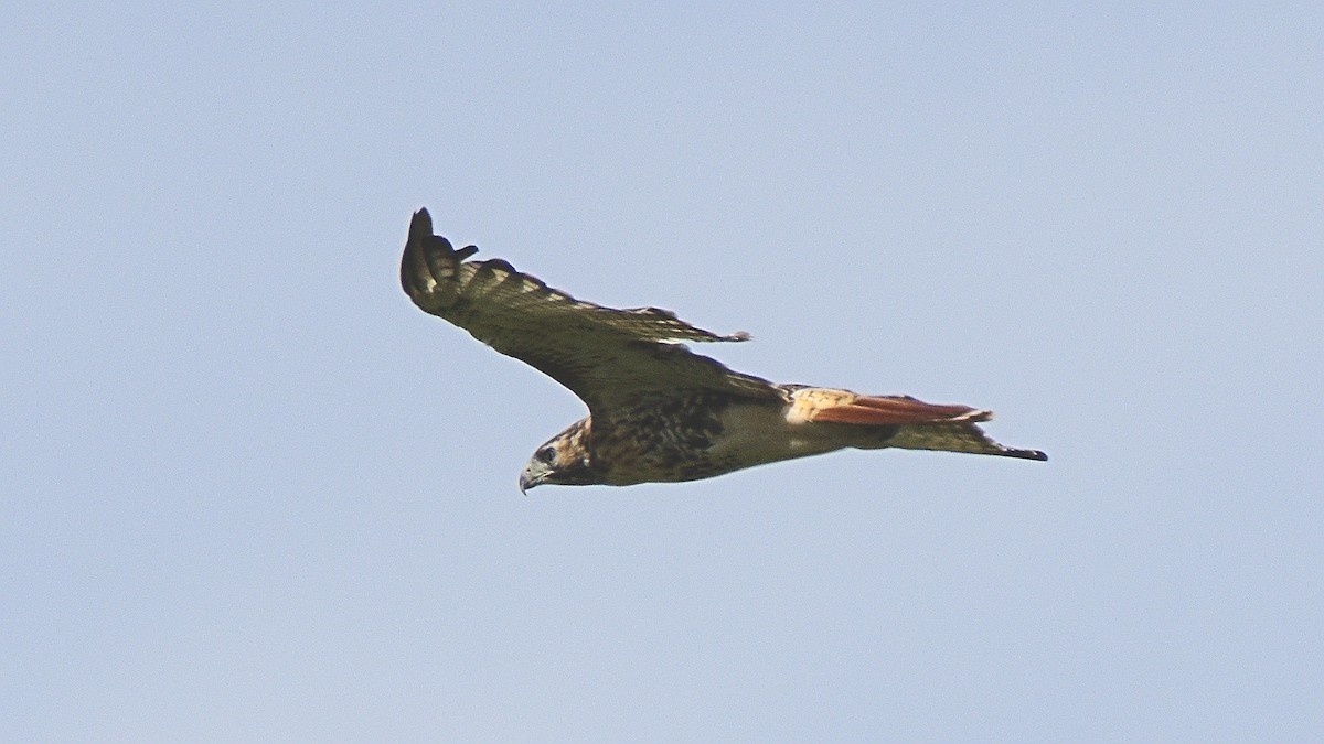 Red-tailed Hawk - ML116197071