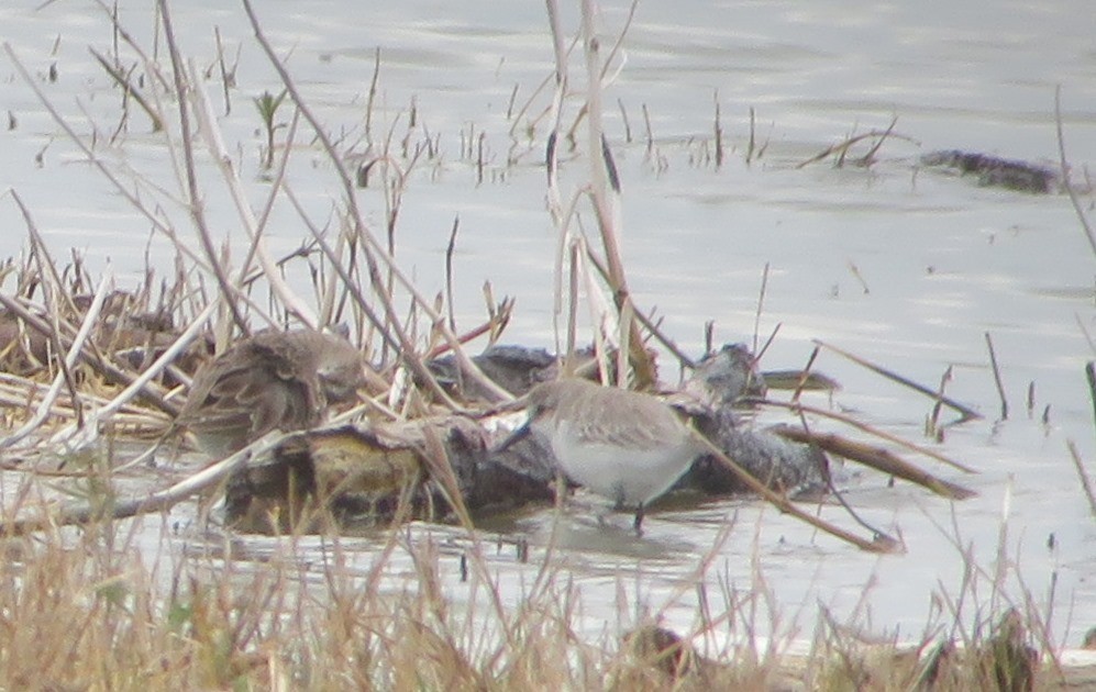 Calidris sp. - Mark Holmgren