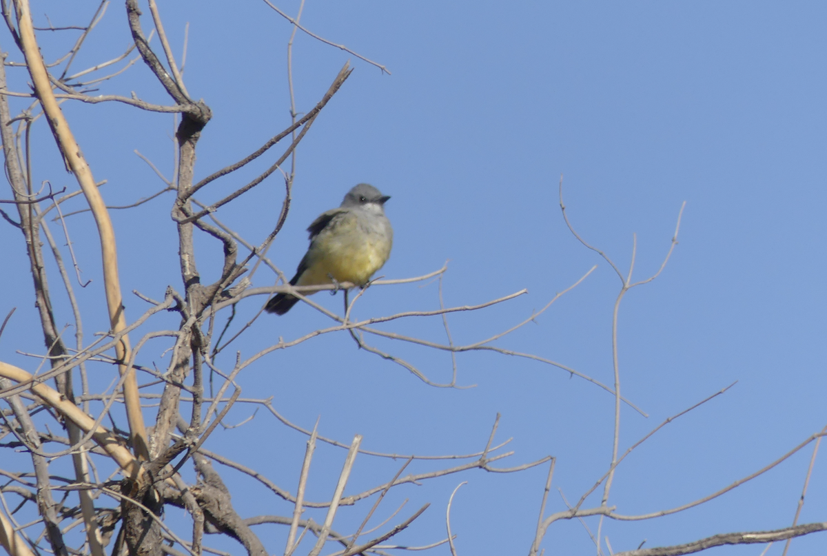 yellow-bellied kingbird sp. - Walter Piper