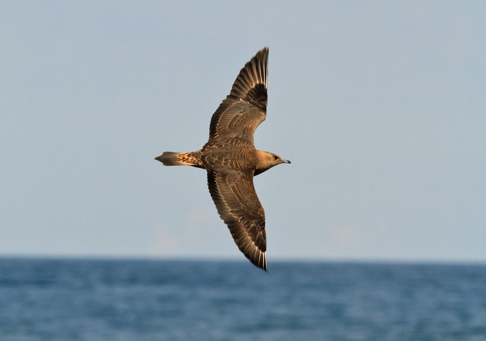 Parasitic Jaeger - Matt Hysell