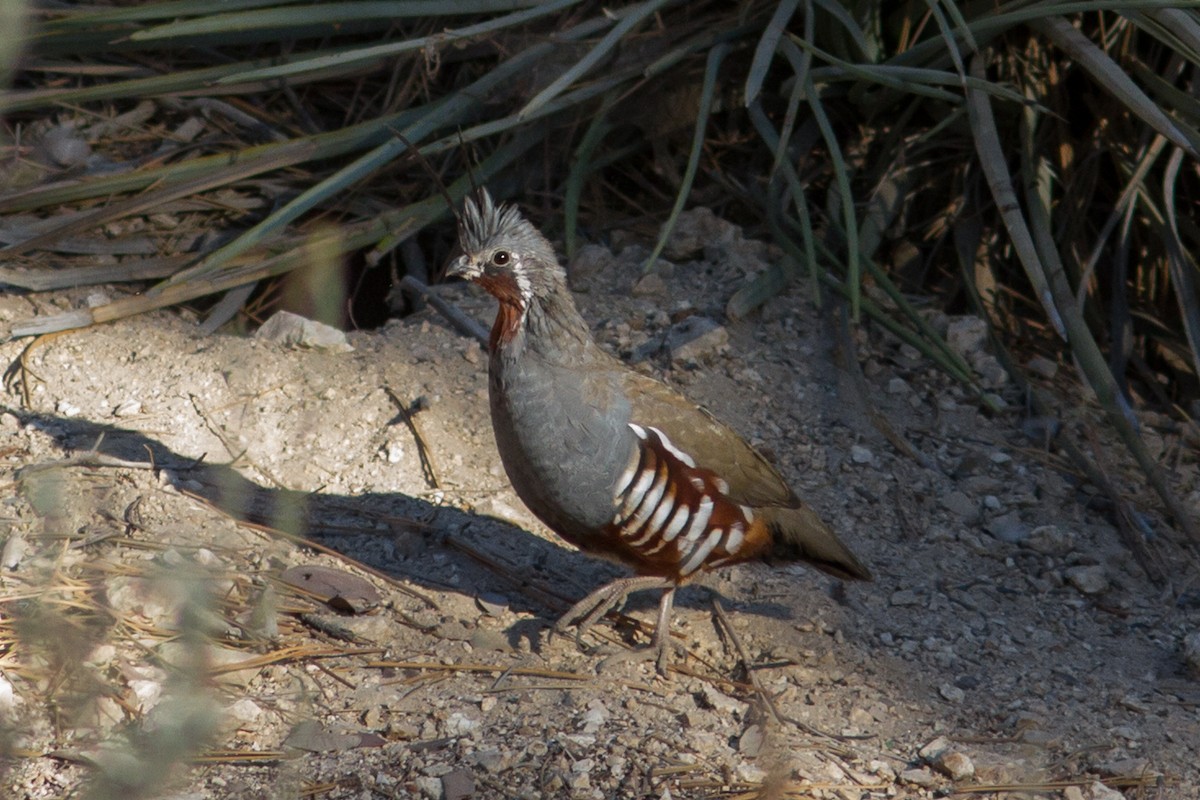 Mountain Quail - ML116199331