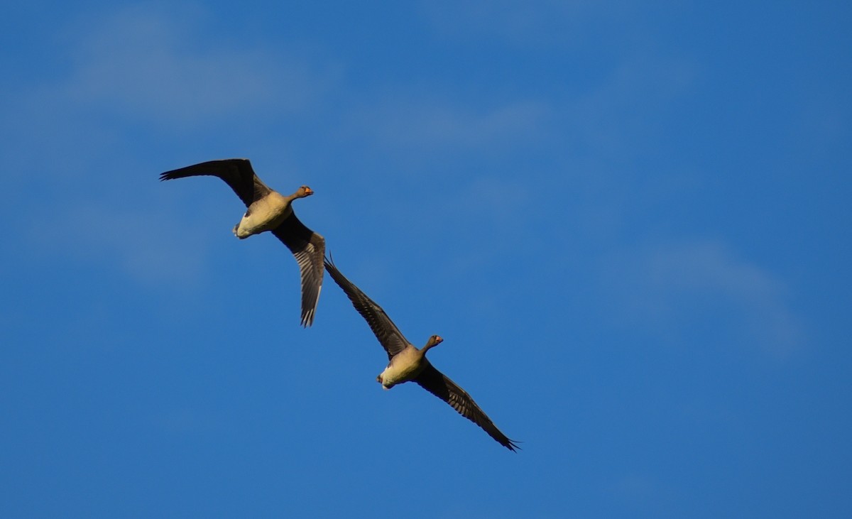 Greater White-fronted Goose - ML116199781