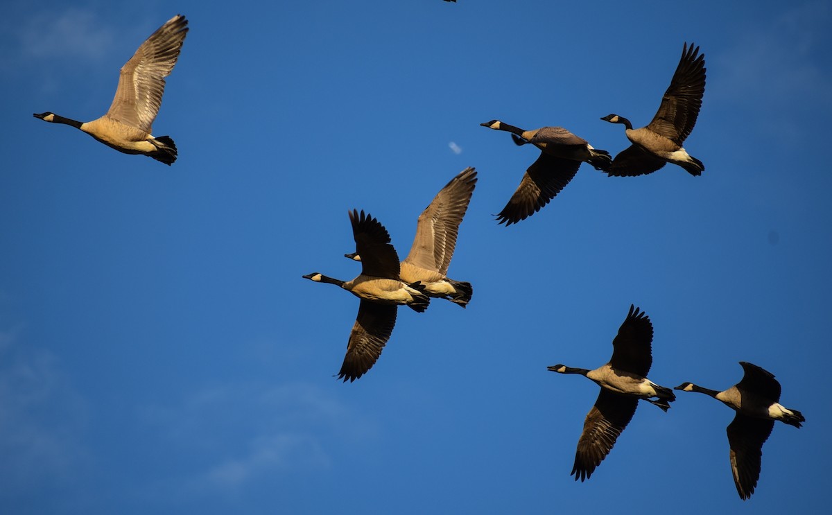 Canada Goose - Georgia Gerrior
