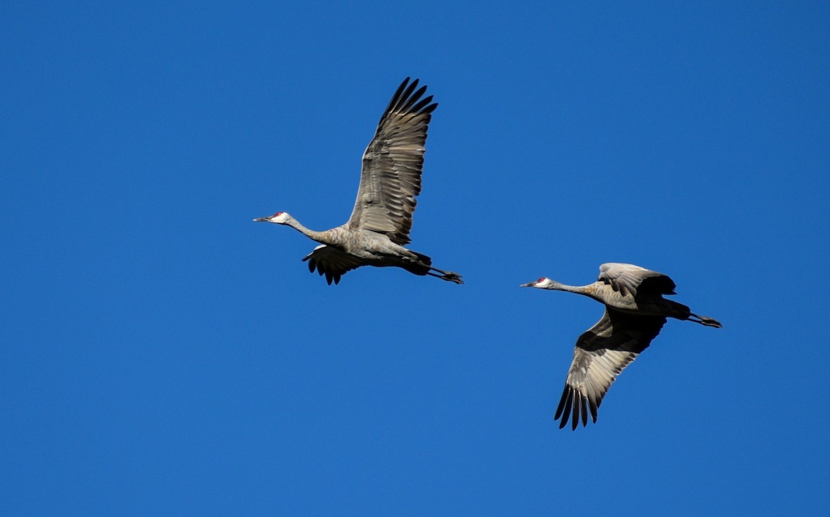 Sandhill Crane - ML116200161