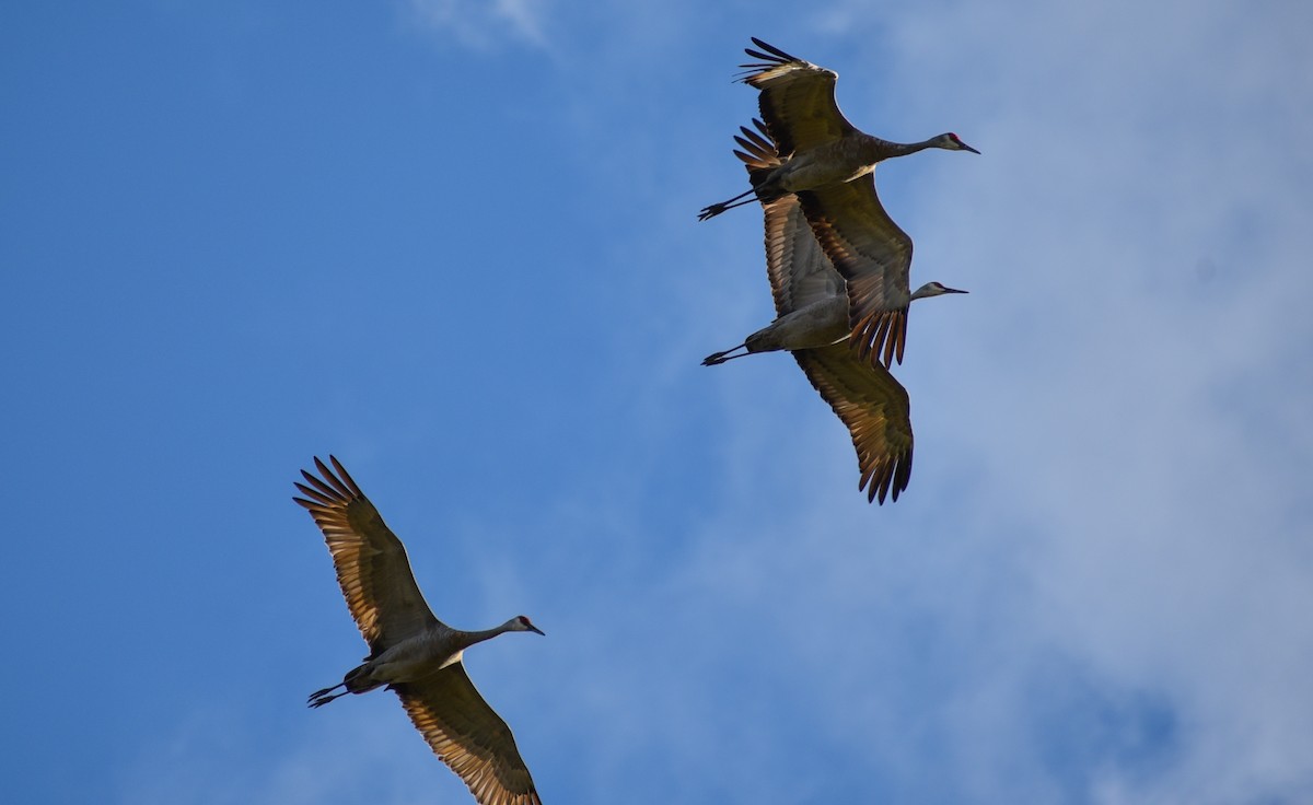 Sandhill Crane - ML116200231