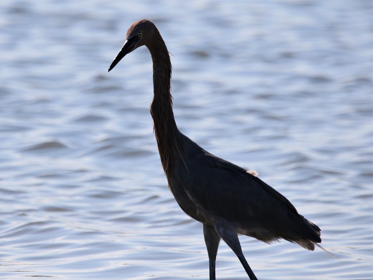 Reddish Egret - ML116200241