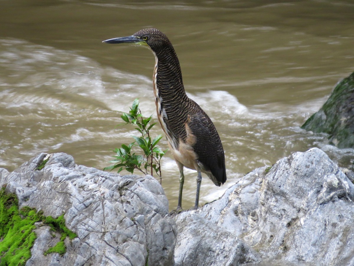 Fasciated Tiger-Heron - Jason Fidorra