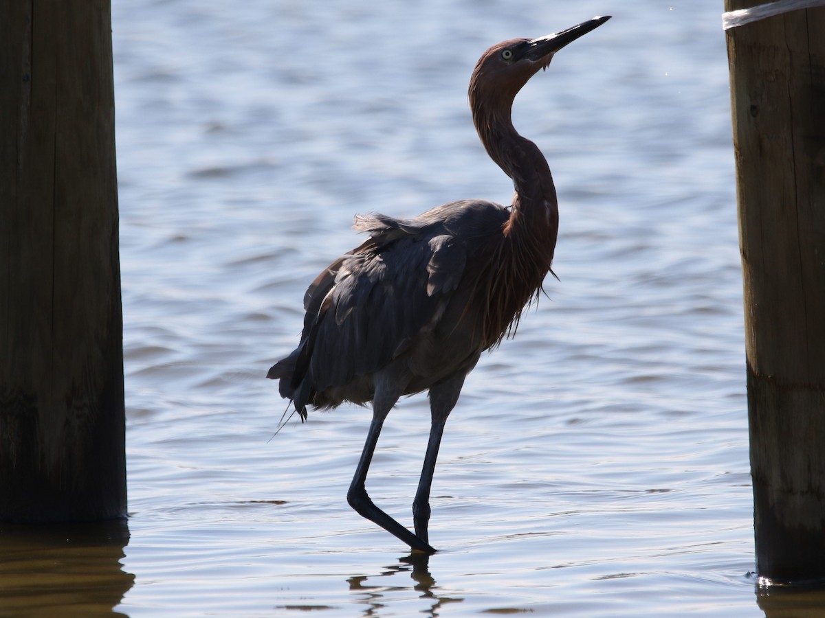 Reddish Egret - ML116200581