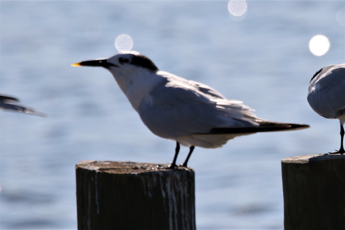 Sandwich Tern - ML116201111