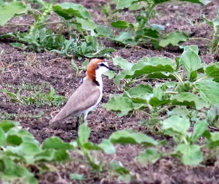 Red-capped Plover - Steve Cunningham