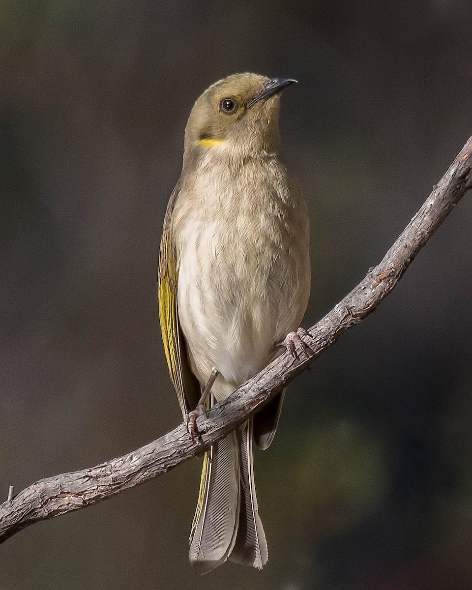Fuscous Honeyeater - Terence Alexander