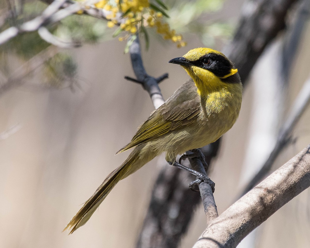 Yellow-tufted Honeyeater - ML116205291