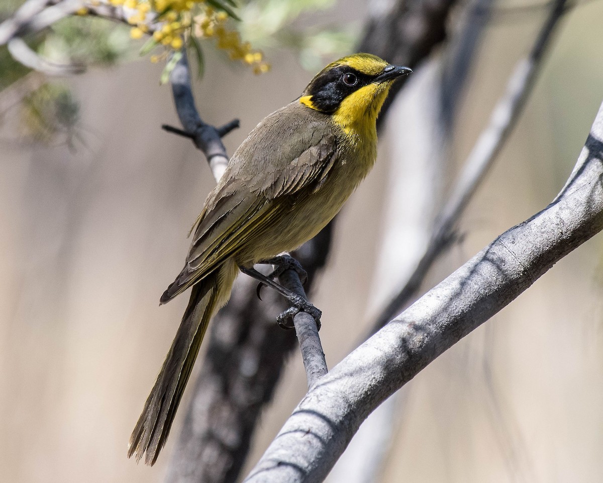 Yellow-tufted Honeyeater - ML116205301