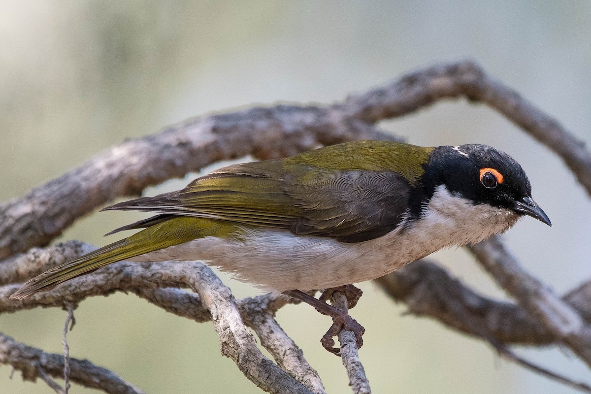 White-naped Honeyeater - Terence Alexander