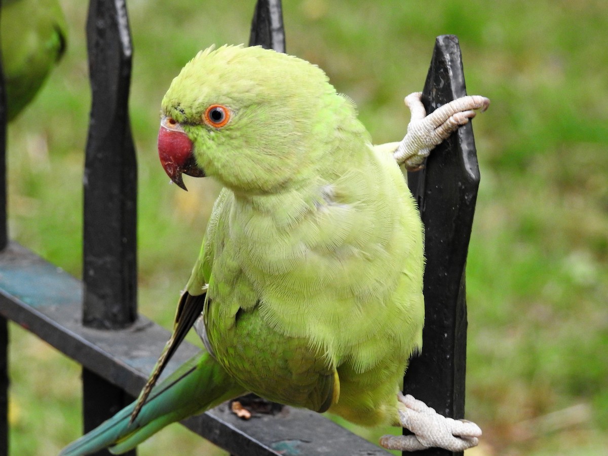 Rose-ringed Parakeet - Ken Crawley