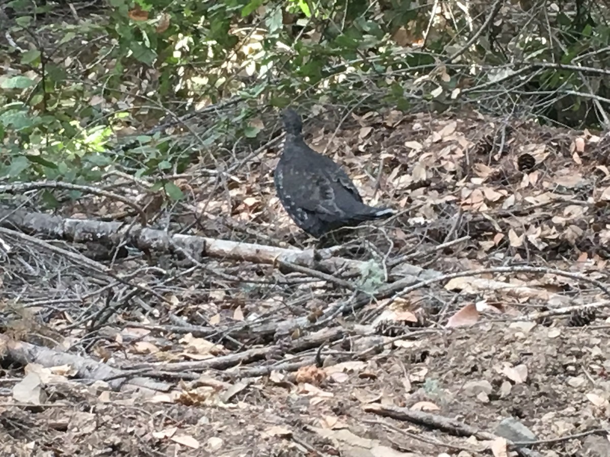 Sooty Grouse - ML116206911