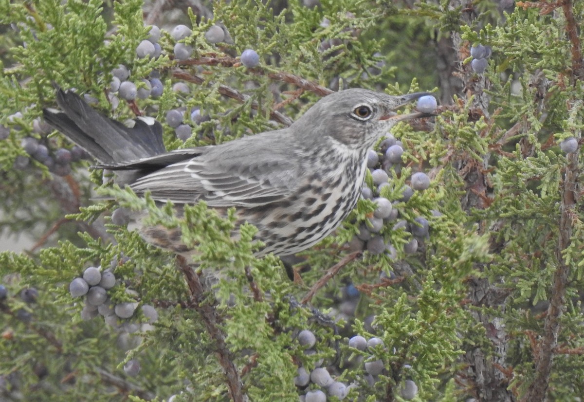 Sage Thrasher - ML116207601