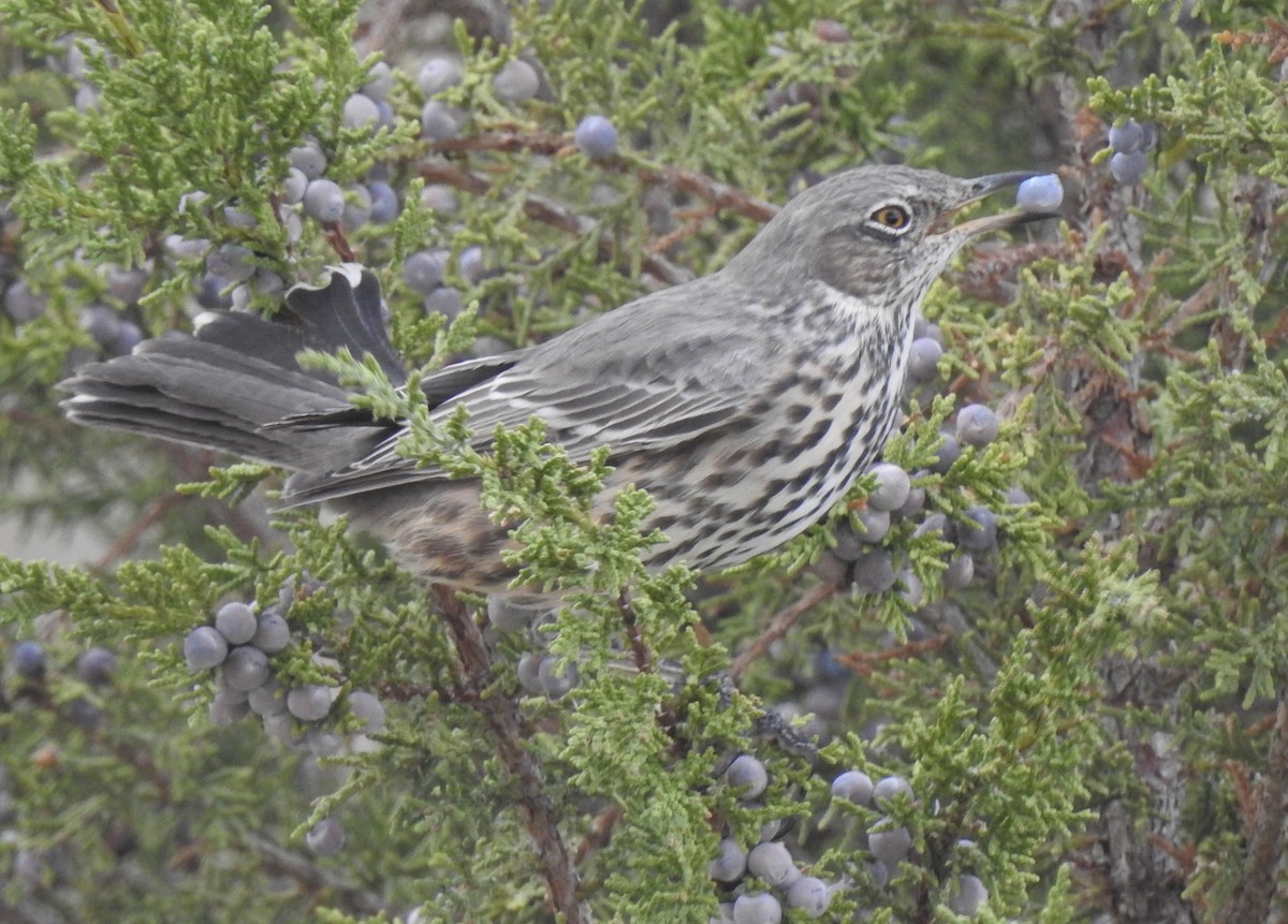 Sage Thrasher - ML116207611