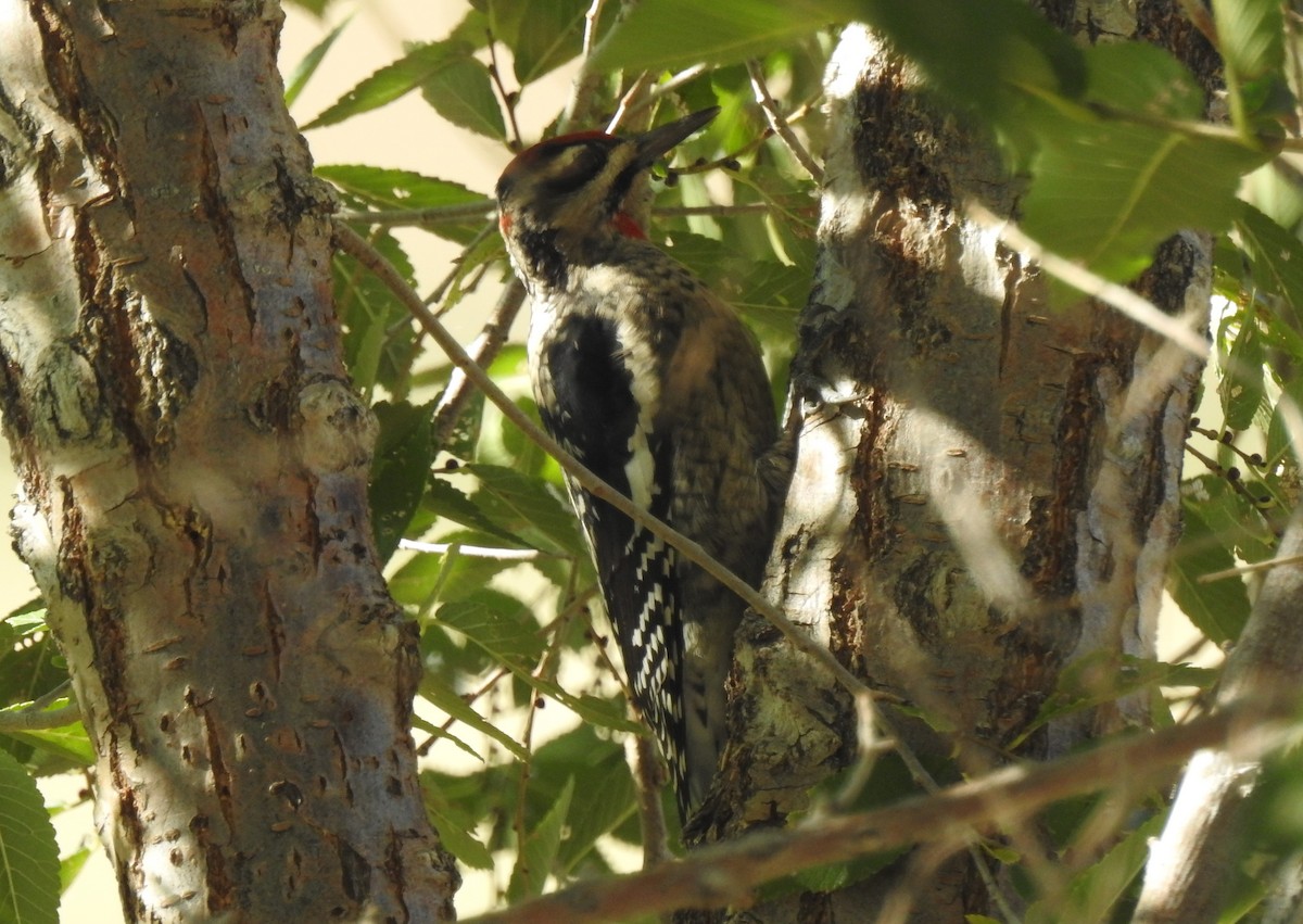 Red-naped Sapsucker - ML116207791