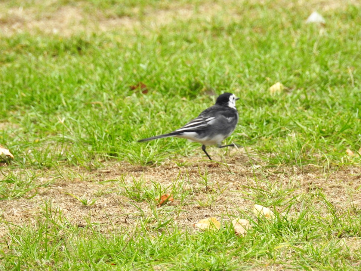 White Wagtail (British) - ML116207951