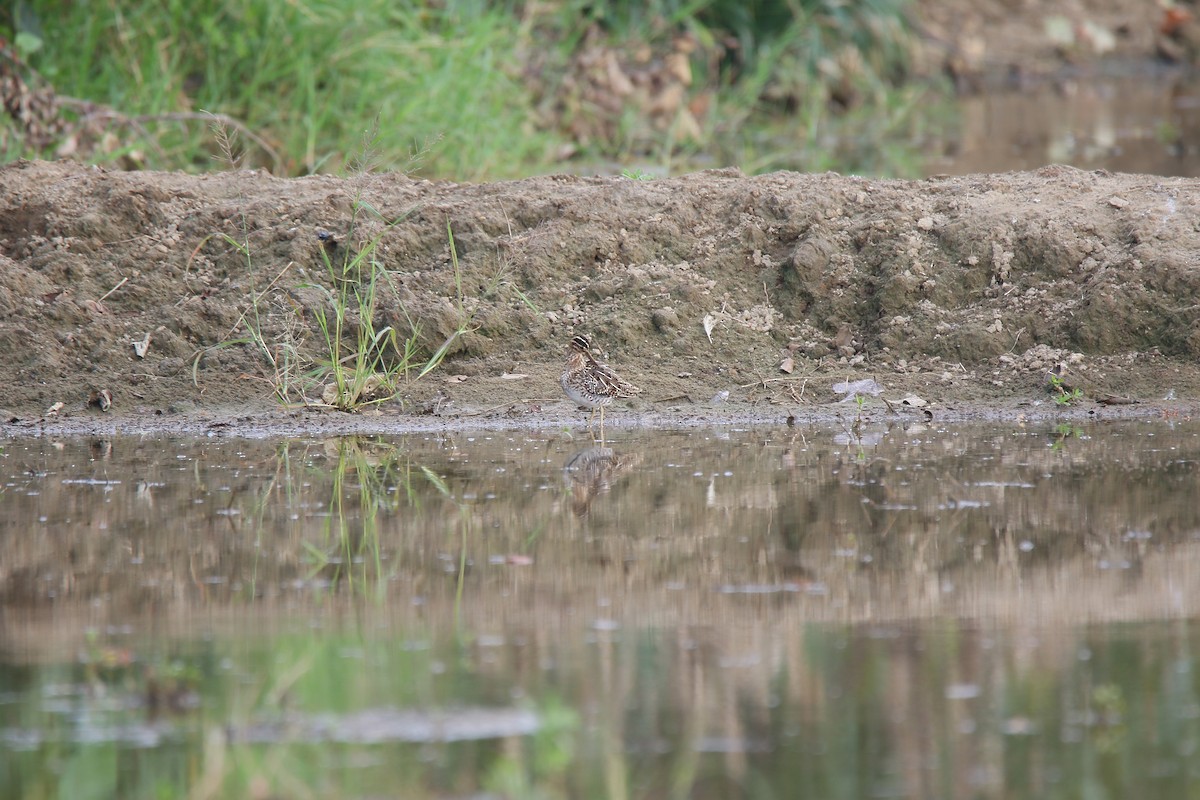 Common Snipe - Marianne Fan