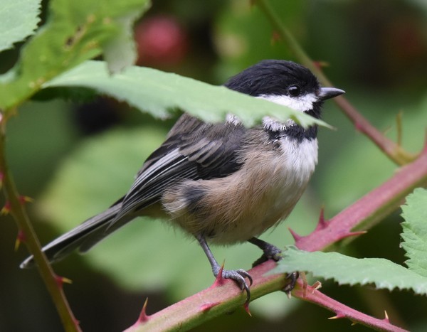 Black-capped Chickadee - ML116209441