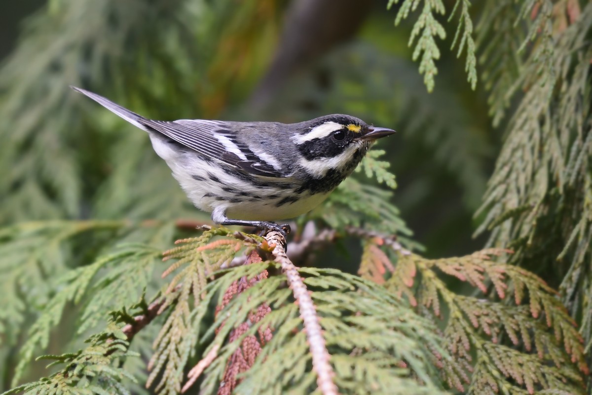 Black-throated Gray Warbler - ML116209461