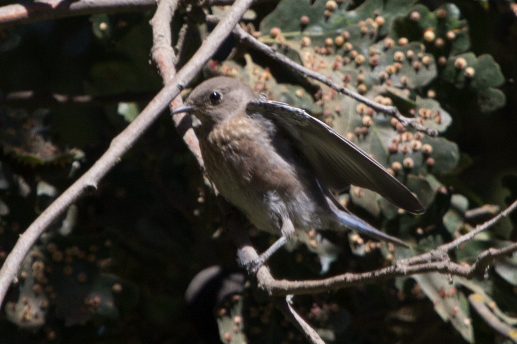 Western Bluebird - ML116210561